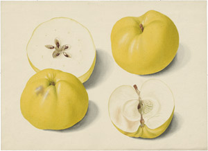 Lot 6289, Auction  114, Blaschek, Franz, Studienblatt mit gelben Äpfeln