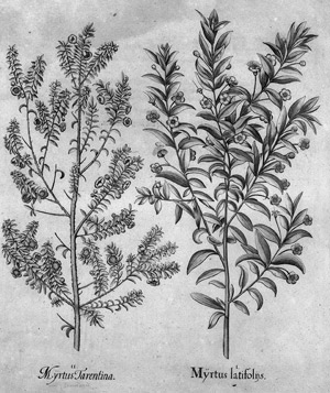 Lot 210, Auction  101, Myrte (Besler), Myrtus latifoliis. Myrtus Tarentina