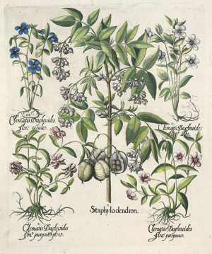 Lot 216, Auction  101, Gemeine Pimpernuß-Clematis (Besler), Staphylodendron - Clematis