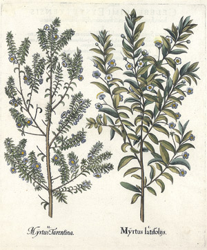 Lot 218, Auction  101, Myrten (Besler), Myrtus latifoliis. Myrtus Tarentina