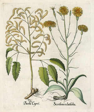 Lot 219, Auction  101, Schwarzwurzel /Tabak (Besler), Scorsonera latifolia - Tabacum