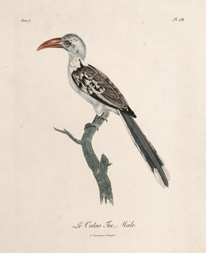 Lot 258, Auction  101, La Perruche (Barraband), u. a. Vögel