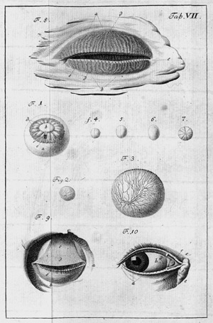 Lot 733, Auction  101, Zinn, Johann Gottfried, Descriptio anatomica oculi humani