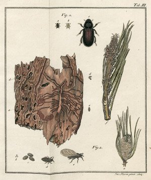 Lot 769, Auction  101, Bechstein, J. M., Vollständige Naturgeschichte der schädlichen Forstinsekten. 