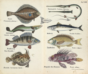 Lot 774, Auction  101, Eichelberg, J. F. A., Naturhistorischer Wandatlas. 28 kolor. Tafeln 