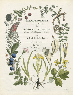 Lot 777, Auction  101, Hayne, Johann Gottlob, Termini botanici iconibus