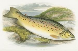 Lot 779, Auction  101, Houghton, William, British Fresh-Water Fishes 