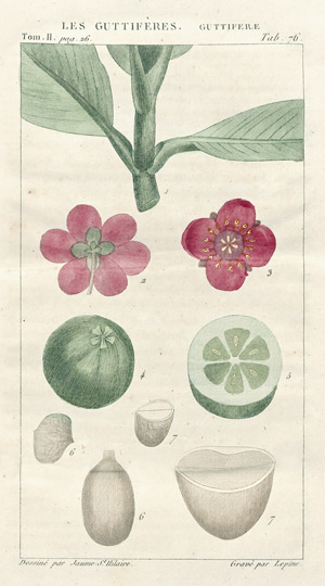 Lot 780, Auction  101, Jaume Saint-Hilaire, J. H., Exposition des familles naturelles et de la germination des plantes