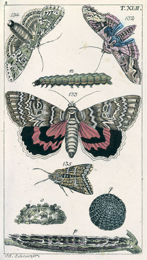 Lot 794, Auction  101, Wilhelm, Gottlieb Tobias, Naturgeschichte, Insecten II, 