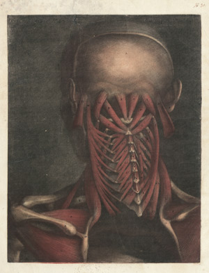 Lot 5314, Auction  101, Argoty, Jacques Gautier d´, Zwei anatomische Ansichten der Hals- und Schultermuskulatur
