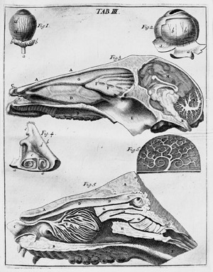 Lot 399, Auction  102, Bartholin, Caspar, Specimen Historiæ Anatomicæ Partium Corporis Humani, 