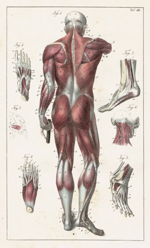 Lot 438, Auction  102, Salomon, Eduard und Aulich, Carl, Atlas der Anatomie des Menschen
