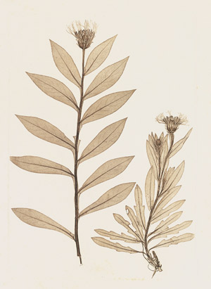 Lot 510, Auction  102, Ettingshausen, C. von, Physiotypia plantarum Austriacarum