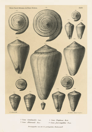 Lot 512, Auction  102, Hörnes, Moriz, Die fossilen  Mollusken desTertiaer-Beckens von Wien. 