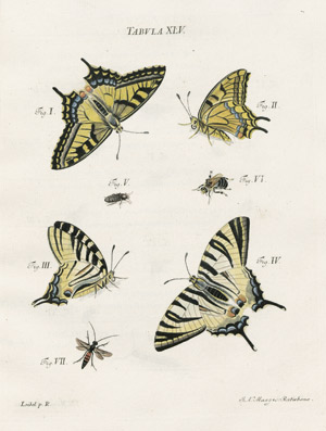 Lot 534, Auction  102, Schäffer, Jacob Christian, Icones insectorum circa Ratisbonam. Regensburg, Zunkel, 1766-79