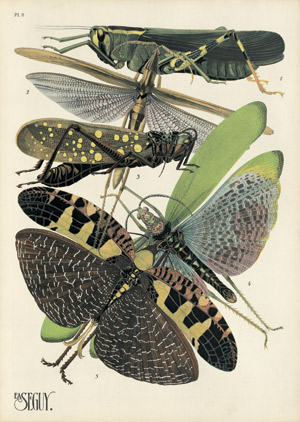Lot 3581, Auction  102, Seguy, Eugène Alain, Insectes. Vingt planches en phototypie 