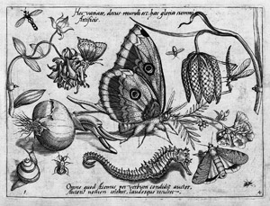 Lot 5152, Auction  102, Hoefnagel, Jacob, Archetypa Studiaque patris Georghi Hoefnagelii... (Die Folge der Stilleben mit Insekten, Früchten und Blumen)