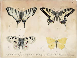 Lot 6442, Auction  103, Lange, Adolf, "Deutsche Schmetterlinge mit besonderer Rücksicht auf die des Landes Anhalt"