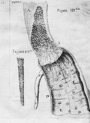 Lot 439, Auction  104, Peyer, Johann Conrad, Exercitatio Anatomico-Medica de Glandulis Intestinorum, 