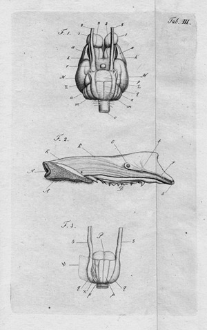 Lot 447, Auction  104, Treviranus, G. R., Biologie, oder Philosophie der lebenden Natur 