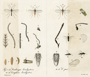 Lot 527, Auction  104, Pfeil, Friedrich Wilhelm Leopold, Kritische Blätter für Forst- und und Jagdwissenschaft