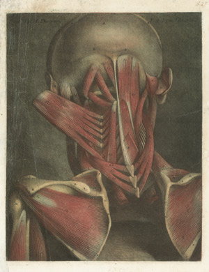 Lot 5332, Auction  104, Gautier-Dagoty, Jacques Fabien, Zwei anatomische Ansichten 
