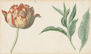 Lot 6337, Auction  104, Niederländisch, 18. Jh. Gelb-rot geflammte Tulpe und Blattwerk