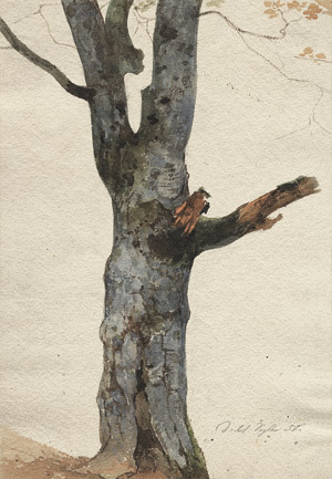 Lot 6486, Auction  104, Oehme, Ernst Ferdinand, Studie eines Baumstammes
