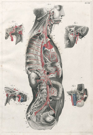 Lot 507, Auction  105, Bock, C. E., Hand-Atlas der Anatomie des Menschen