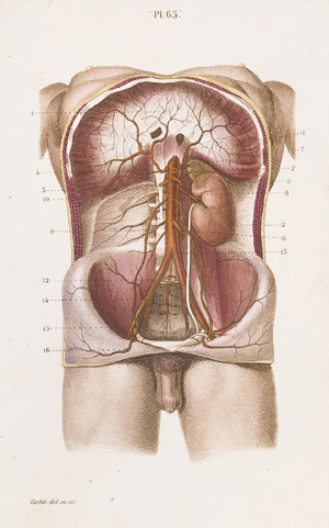 Lot 520, Auction  105, Masse J. N., Petit Atlas complet d`Anatomie 