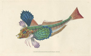 Lot 561, Auction  105, Donovan, E., The natural history of British fishes. 