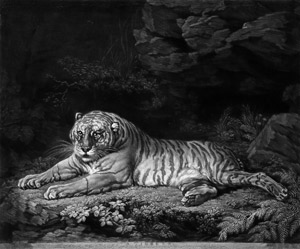 Lot 5309, Auction  105, Dixon, John, Liegende Tigerin (A Tigress)