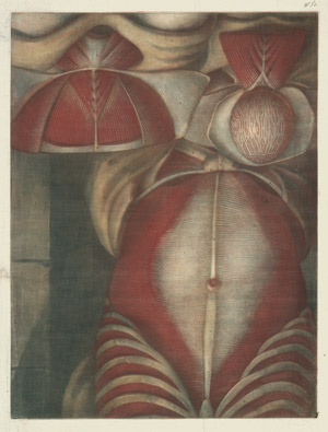 Lot 5318, Auction  105, Gautier d'Agoty, Louis-Charles, Anatomische Ansichten des Unetrbauchs