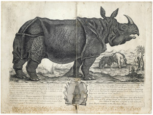 Lot 384, Auction  106, Nashorn, Wahre abbildung von einen lebendigen Rihnoceros Kupferstich