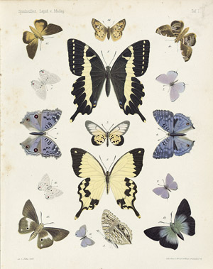 Lot 388, Auction  106, Saalmüller, Max, Lepidopteren von Madagascar