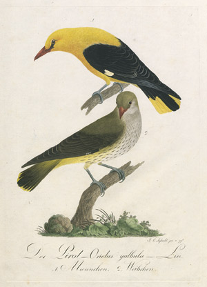 Lot 391, Auction  106, Susemihl, Johann Conrad, 3 Blätter aus der Teutschen Ornithologie