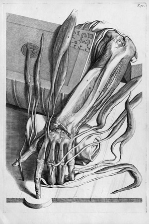 Lot 5752, Auction  106, Lairesse, Gérard de, Anatomische Studie eines Arms. 