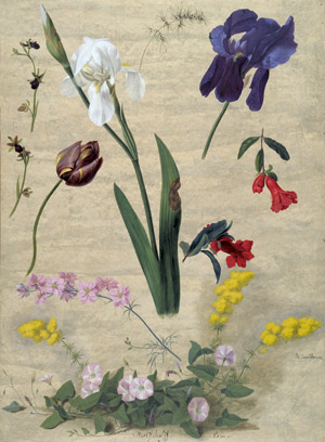 Lot 6639, Auction  106, Senff, Adolf, Studienblatt mit Mimosen, Iris und Buschwinden