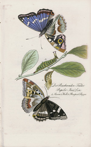 Lot 350, Auction  107, Abbildung und Beschreibung, der bekanntesten Schmetterlinge Deutschlands