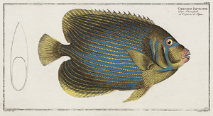 Lot 359, Auction  107, Bloch, Marcus Elieser, 4 kolor. Tafeln aus: Allgemeine Naturgeschichte der Fische