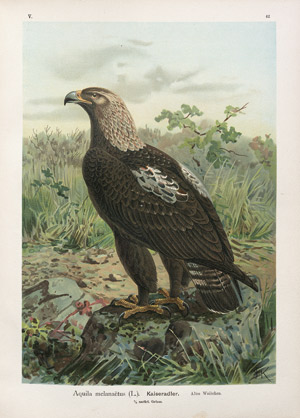 Lot 371, Auction  107, Naumann, Johann Friedrich, Naturgeschichte der Vögel Mitteleuropas