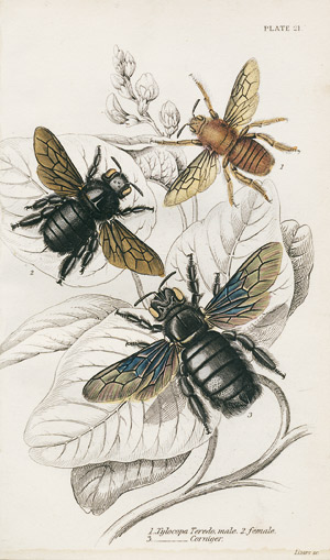 Lot 401, Auction  107, Huber, Franz, The natural history of bees