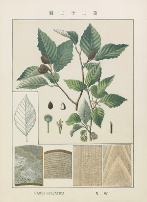 Lot 431, Auction  107, Japanischer Pflanzenreichtum, Botanik-Tafeln mit Text und Widmung