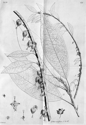 Lot 1580, Auction  107, Nees von Esenbeck, C. G., Goethea, novum plantarum genus