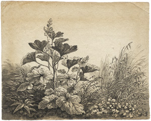 Lot 6656, Auction  107, Henschke, Johann Gottlob, Pflanzenstudie mit Blättern der Großen Klette