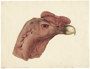 Lot 6736, Auction  107, Österreichisch, um 1820. Kopf eines Andenkondors