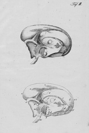 Lot 305, Auction  108, Bergmann, Gottlob Heinrich, Neue Untersuchungen über die innere Organisation des Gehirns