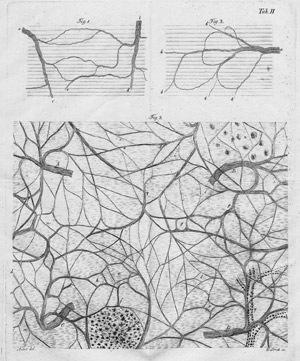 Lot 315, Auction  108, Burdach, Ernst, Beitrag zur mikroskopischen Anatomie der Nerven