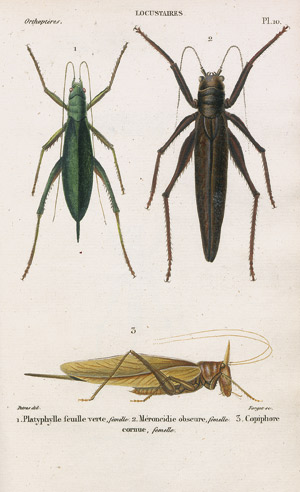 Lot 442, Auction  108, Audinet-Serville, Jean-Guillaume, Histoire naturelle des insectes