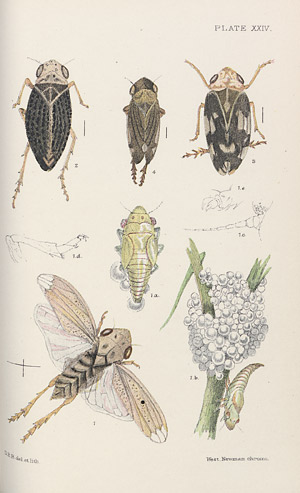 Lot 461, Auction  108, Buckton, George Bowdler, Monograph of the British cicadæ or tettigidæ